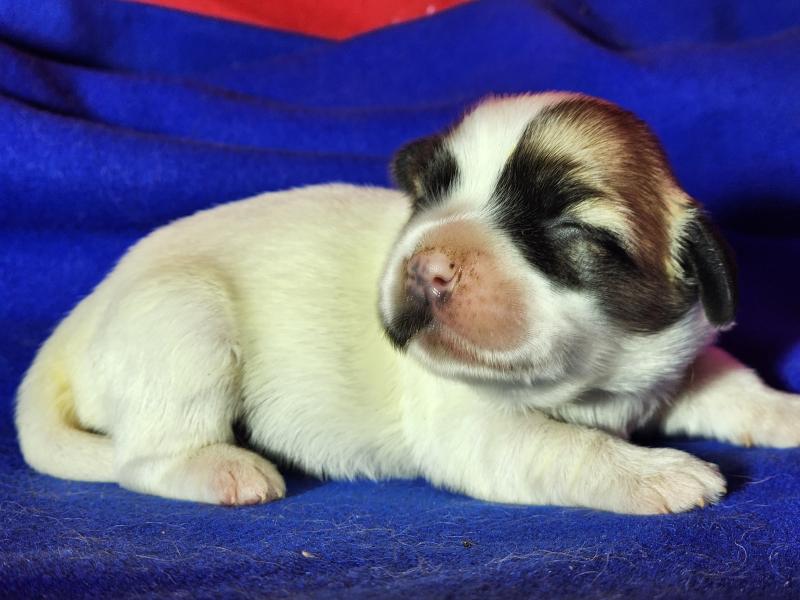 B femelle Femelle Coton de tulear