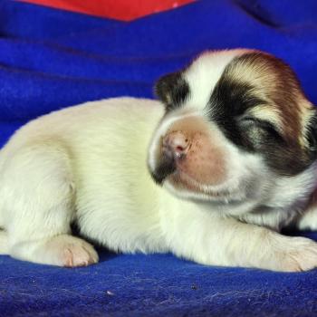 chiot Coton de tulear B femelle Élevage du Royaume des P'tits Loups