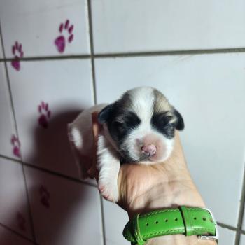 chiot Coton de tulear B femelle Élevage du Royaume des P'tits Loups