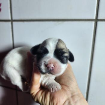 chiot Coton de tulear B femelle Élevage du Royaume des P'tits Loups