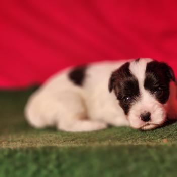 chiot Coton de tulear Sab.Pbl.Env B Élevage du Royaume des P'tits Loups