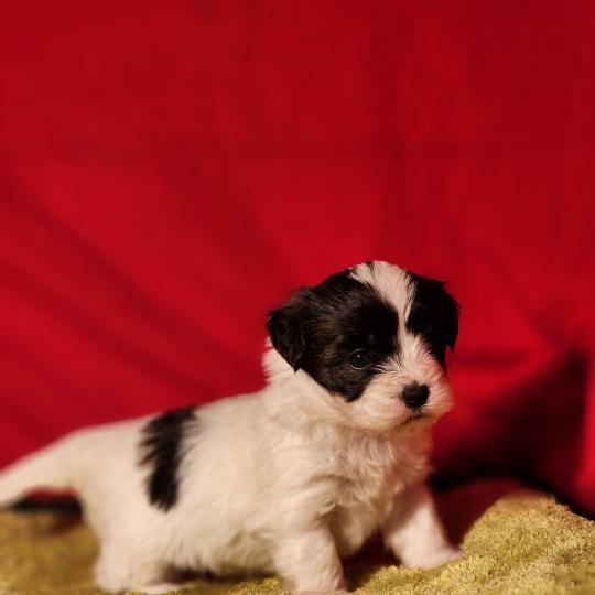 B Mâle Coton de tulear