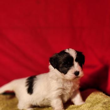 chiot Coton de tulear Sab.Pbl.Env B Élevage du Royaume des P'tits Loups