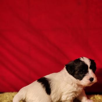 chiot Coton de tulear Sab.Pbl.Env B Élevage du Royaume des P'tits Loups