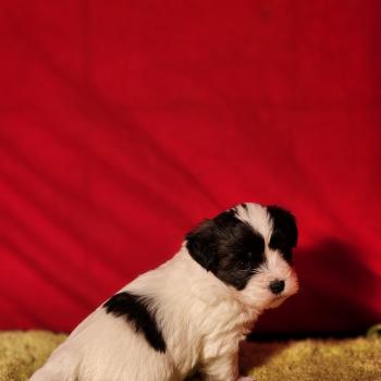 chiot Coton de tulear Sab.Pbl.Env B Élevage du Royaume des P'tits Loups