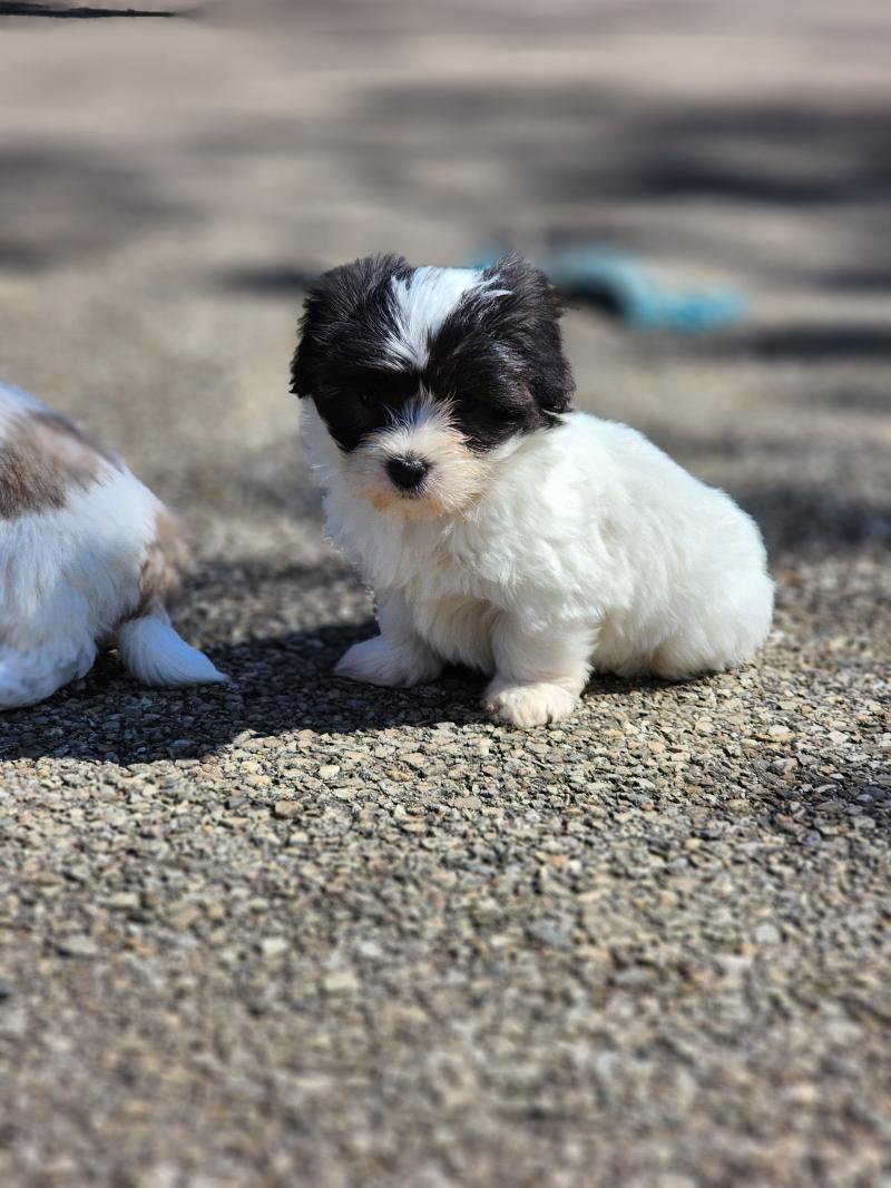 B Mâle Coton de tulear