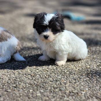 chiot Coton de tulear Sab.Pbl.Env B Élevage du Royaume des P'tits Loups