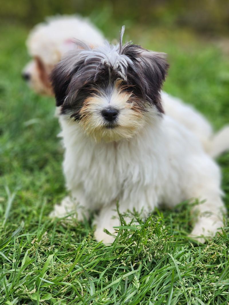 B Mâle Coton de tulear