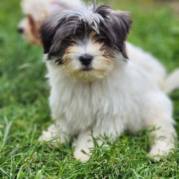 chiot Coton de tulear Sab.Pbl.Env B Élevage du Royaume des P'tits Loups