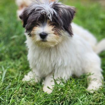 chiot Coton de tulear Sab.Pbl.Env B Élevage du Royaume des P'tits Loups