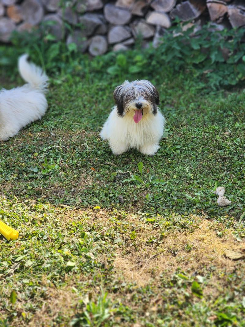 B Mâle Coton de tulear