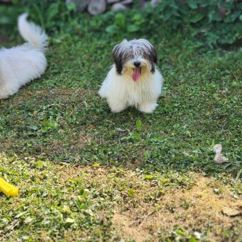 chiot Coton de tulear Sab.Pbl.Env B Élevage du Royaume des P'tits Loups