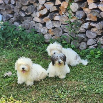 chiot Coton de tulear Sab.Pbl.Env B Élevage du Royaume des P'tits Loups
