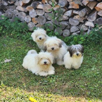 chiot Coton de tulear Sab.Pbl.Env B Élevage du Royaume des P'tits Loups