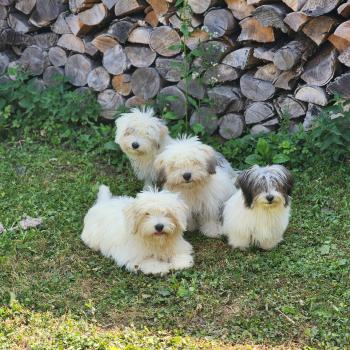 chiot Coton de tulear Sab.Pbl.Env B Élevage du Royaume des P'tits Loups