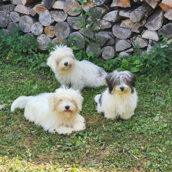 chiot Coton de tulear Sab.Pbl.Env B Élevage du Royaume des P'tits Loups