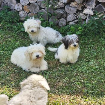 chiot Coton de tulear Sab.Pbl.Env B Élevage du Royaume des P'tits Loups