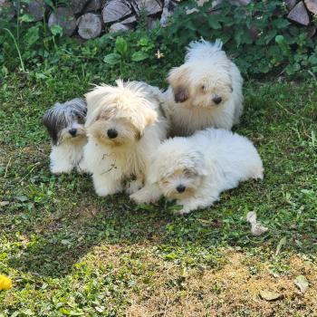 chiot Coton de tulear Sab.Pbl.Env B Élevage du Royaume des P'tits Loups