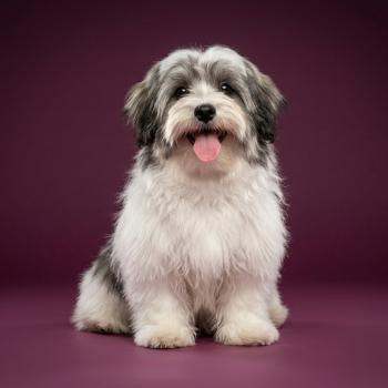 chiot Coton de tulear Sab.Pbl.Env Bueno Élevage du Royaume des P'tits Loups