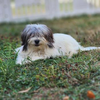 chiot Coton de tulear Sab.Pbl.Env Bueno Élevage du Royaume des P'tits Loups