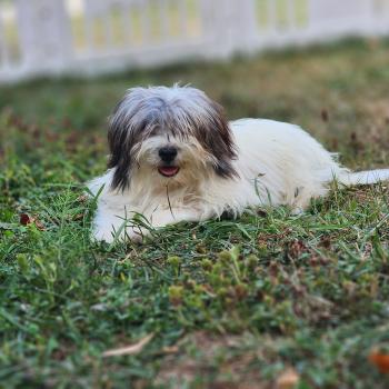 chiot Coton de tulear Sab.Pbl.Env Bueno Élevage du Royaume des P'tits Loups