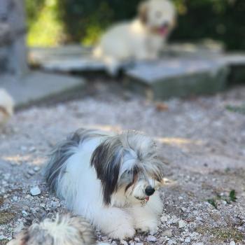 chiot Coton de tulear Sab.Pbl.Env Bueno Élevage du Royaume des P'tits Loups
