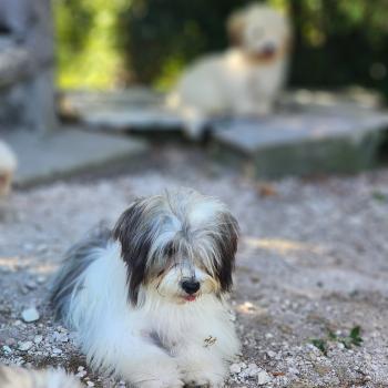 chiot Coton de tulear Sab.Pbl.Env Bueno Élevage du Royaume des P'tits Loups