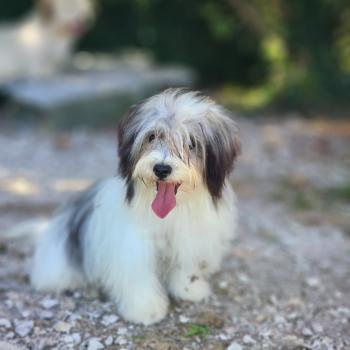 chiot Coton de tulear Sab.Pbl.Env Bueno Élevage du Royaume des P'tits Loups