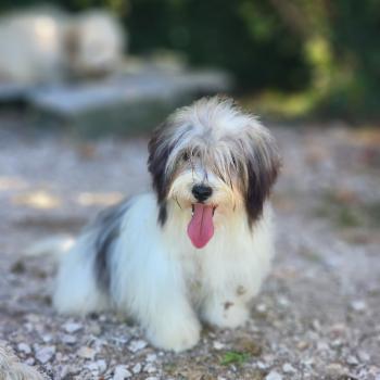 chiot Coton de tulear Sab.Pbl.Env Bueno Élevage du Royaume des P'tits Loups