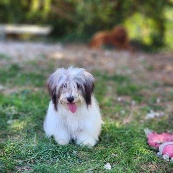chiot Coton de tulear Sab.Pbl.Env Bueno Élevage du Royaume des P'tits Loups