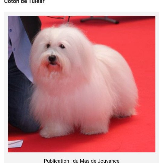 Jakady Mâle Coton de tulear Jakady Mâle Coton de tulear