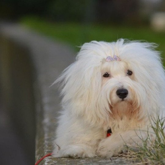 Las Vegas Mâle Coton de tulear