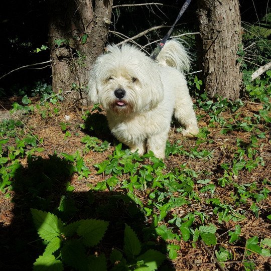 Lollisou Mâle Coton de tulear Lollisou Mâle Coton de tulear