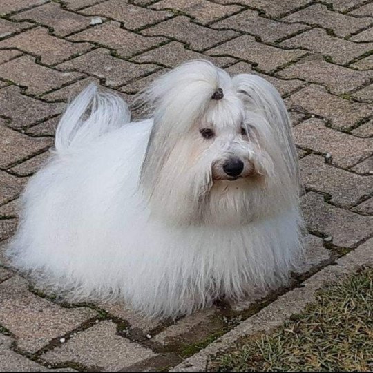 Lucky Mâle Coton de tulear Lucky Mâle Coton de tulear