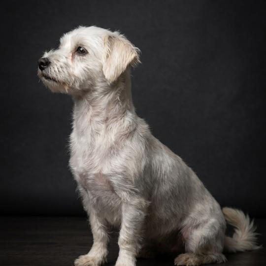 Picks Femelle Coton de tulear
