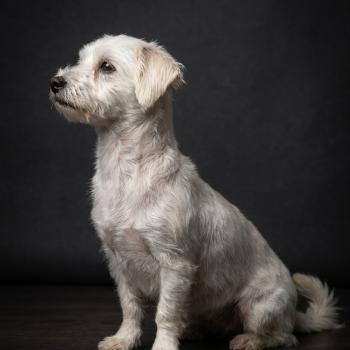 Picks Femelle Coton de tulear