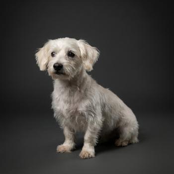 chien Coton de tulear Picks Élevage du Royaume des P'tits Loups