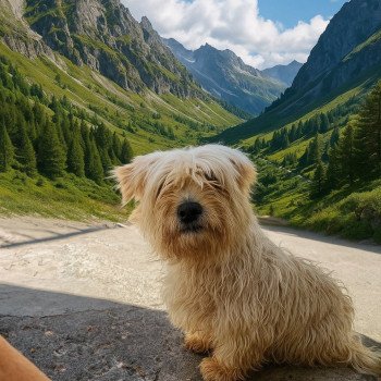 chien Coton de tulear Rhydiane Élevage du Royaume des P'tits Loups chien Coton de tulear Rhydiane Élevage du Royaume des P'tits Loups