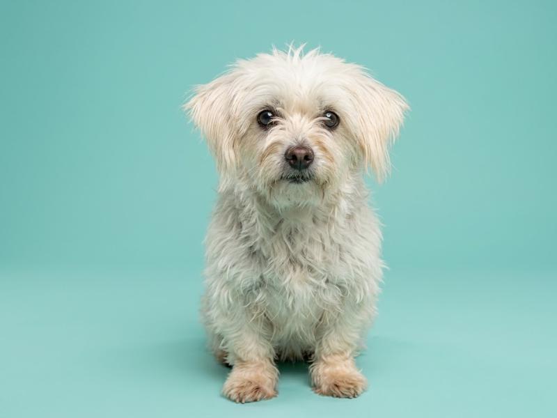 Rhydiane Femelle Coton de tulear
