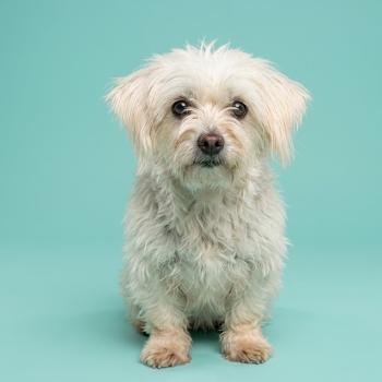 Rhydiane Femelle Coton de tulear