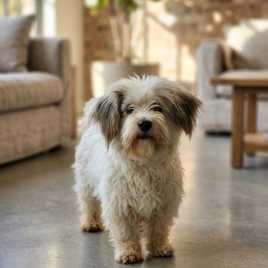 Ricola Femelle Coton de tulear