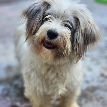 chien Coton de tulear Ricola Élevage du Royaume des P'tits Loups