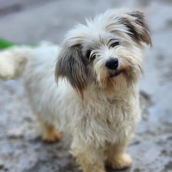 chien Coton de tulear Ricola Élevage du Royaume des P'tits Loups