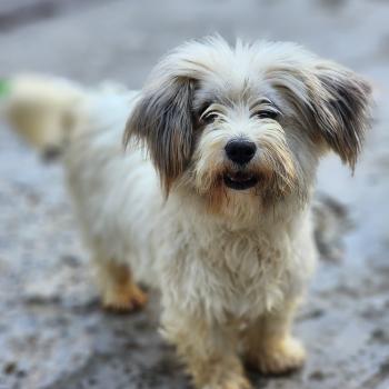 chien Coton de tulear Ricola Élevage du Royaume des P'tits Loups