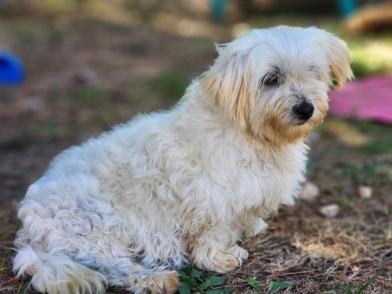 Rosty Femelle Coton de tulear