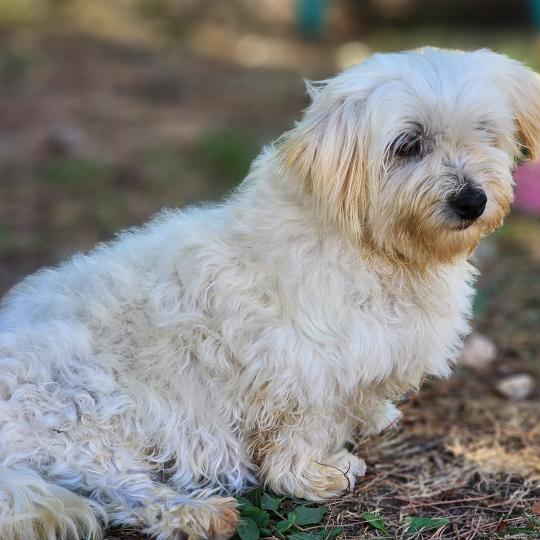 Rosty Femelle Coton de tulear