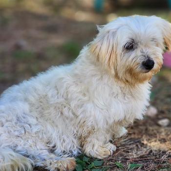 chien Coton de tulear Rosty Élevage du Royaume des P'tits Loups
