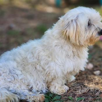 chien Coton de tulear Rosty Élevage du Royaume des P'tits Loups