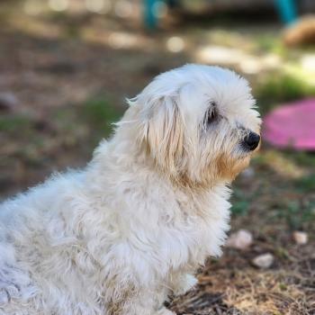 chien Coton de tulear Rosty Élevage du Royaume des P'tits Loups