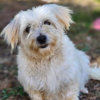 chien Coton de tulear Rosty Élevage du Royaume des P'tits Loups